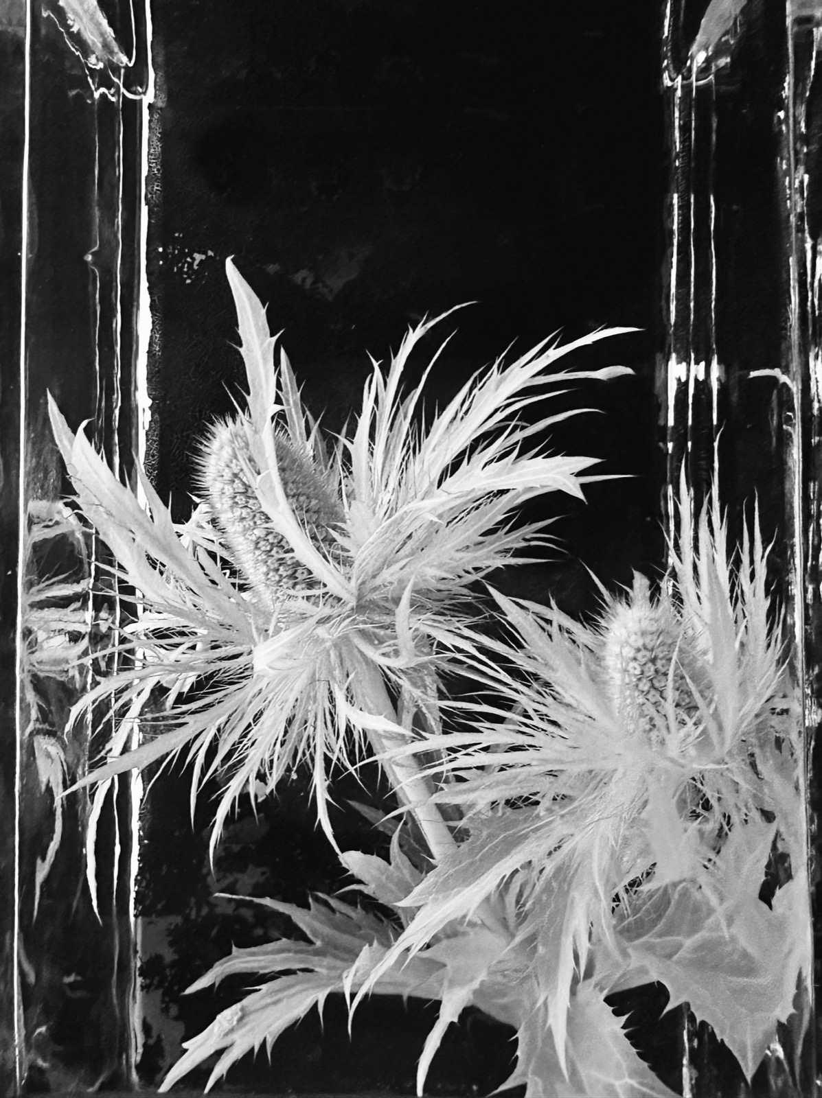 The Solitude of Natural Things